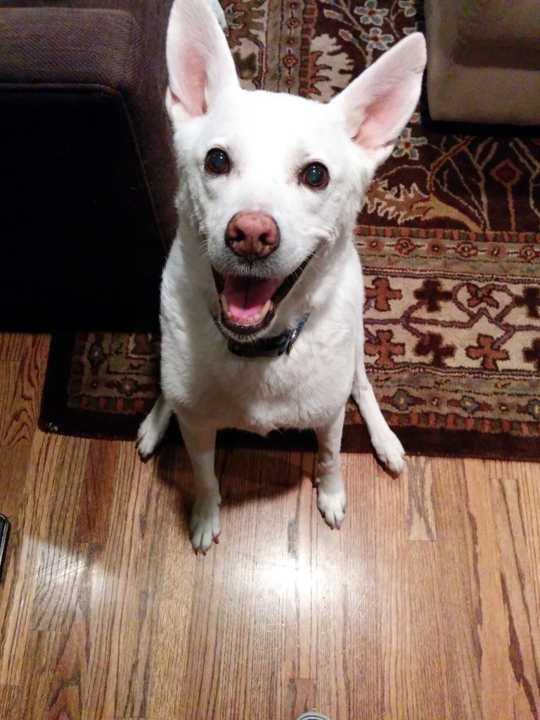 IMADOG