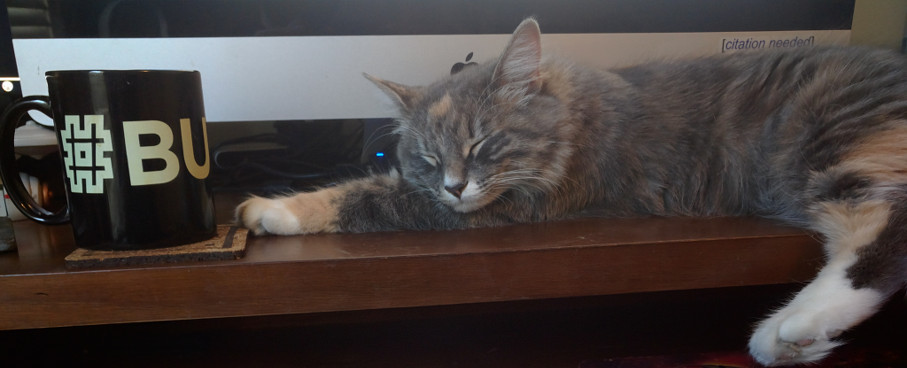 Eliot got comfortable on my desk this morning.