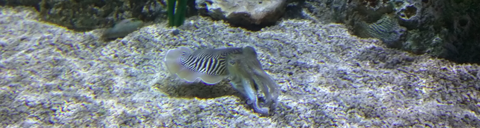 The Cuttlefish.